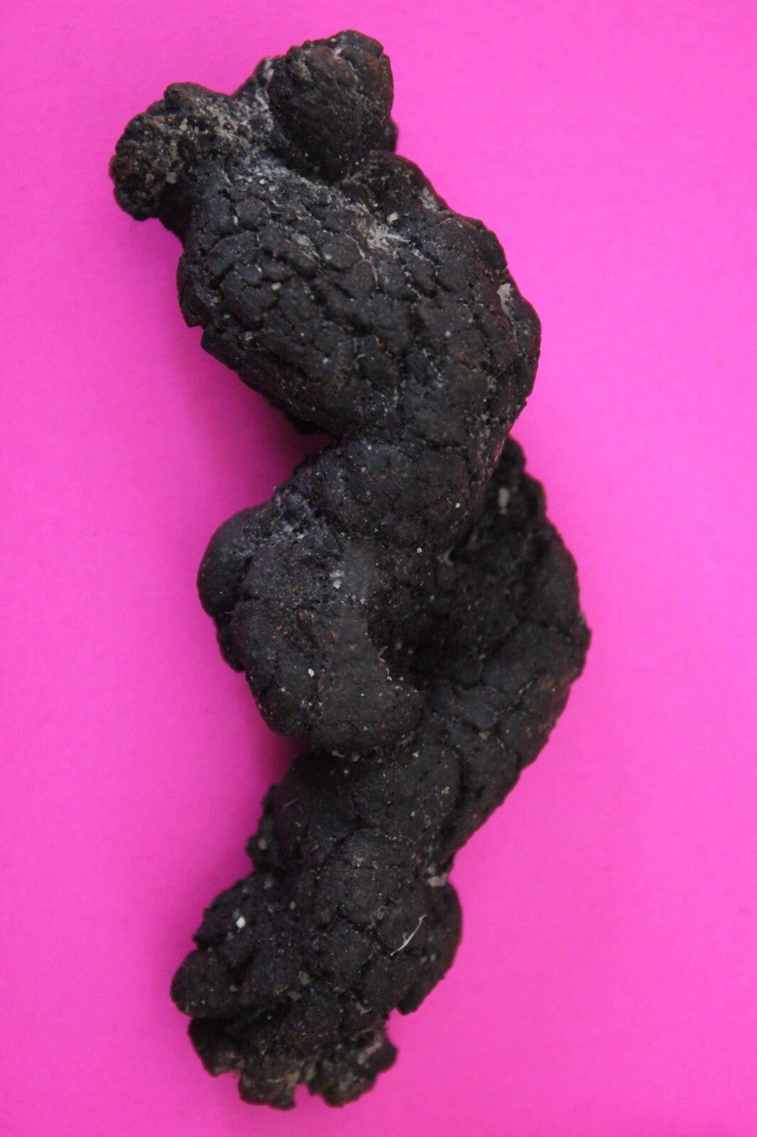 Giant Lizard Poop 5 Million Years Old Genuine Real Fossil Dinosaur Girl COA S35