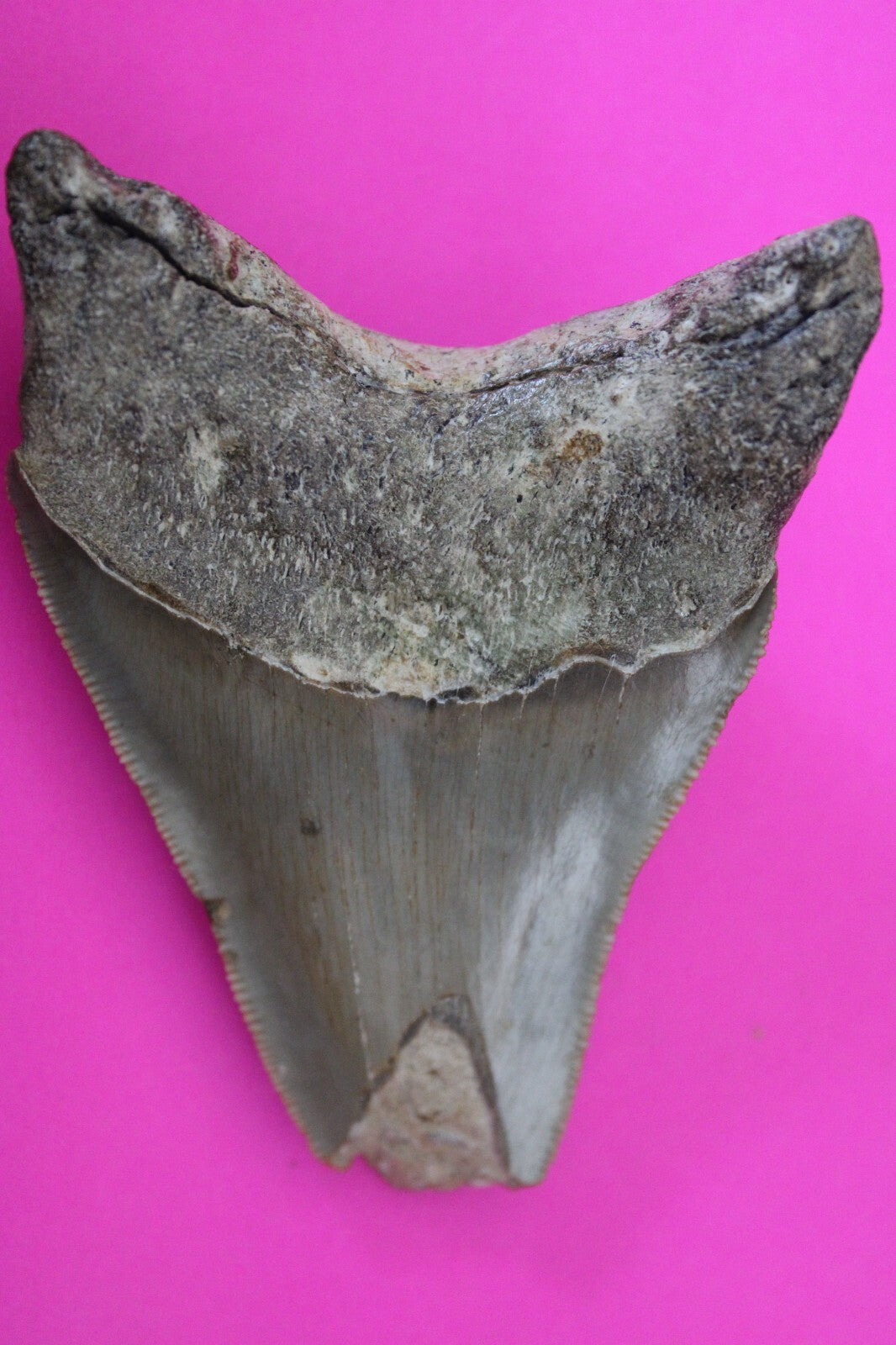 Authentic Megadolon Shark Tooth 3.55 Inch 90 Grams Fossil Dinosaur Girl COA M01