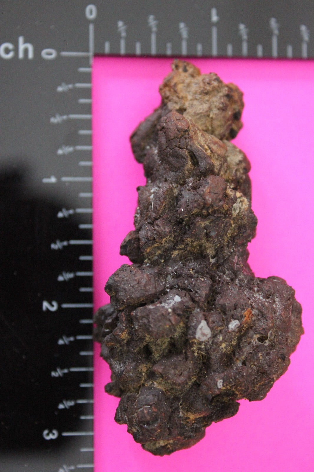 Giant Lizard Poop 5 Million Years Old Genuine Real Fossil Dinosaur Girl COA S19