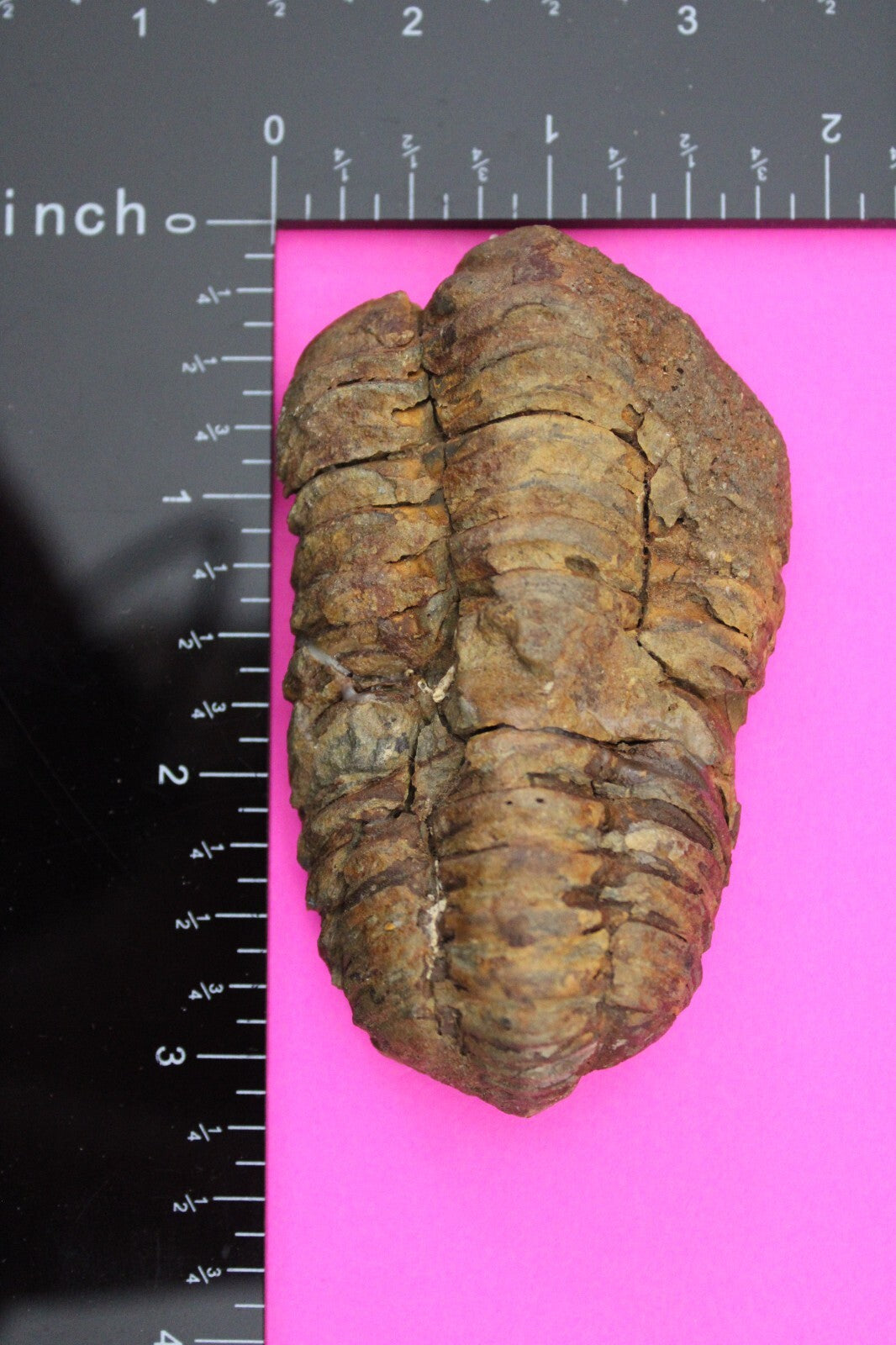 Authentic Trilobite Fossil 450 Million Years Old Genuine Dinosaur Girl COA 52