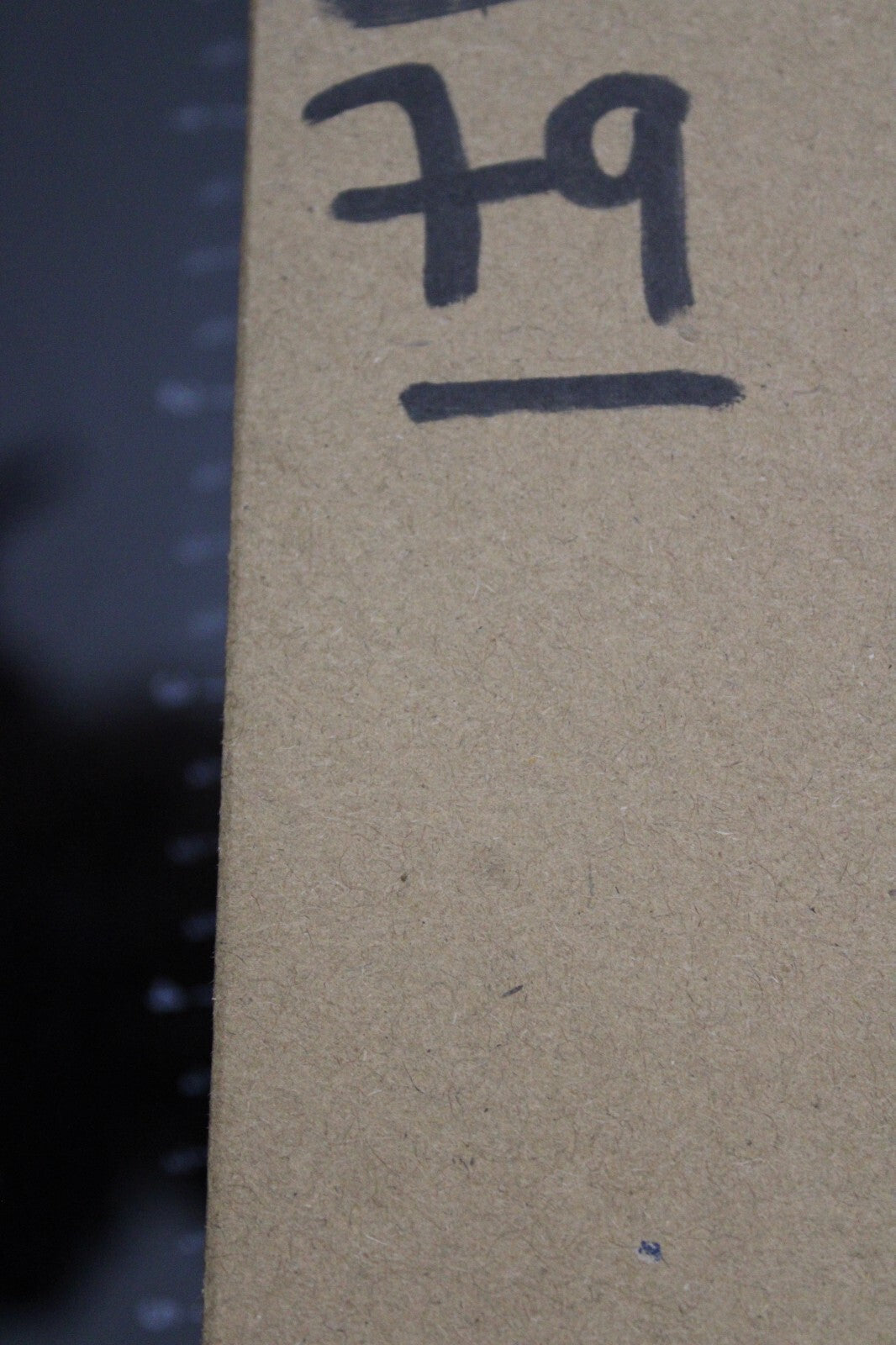 Authentic Trilobite Fossil 450 Million Years Old Genuine Dinosaur Girl COA 79