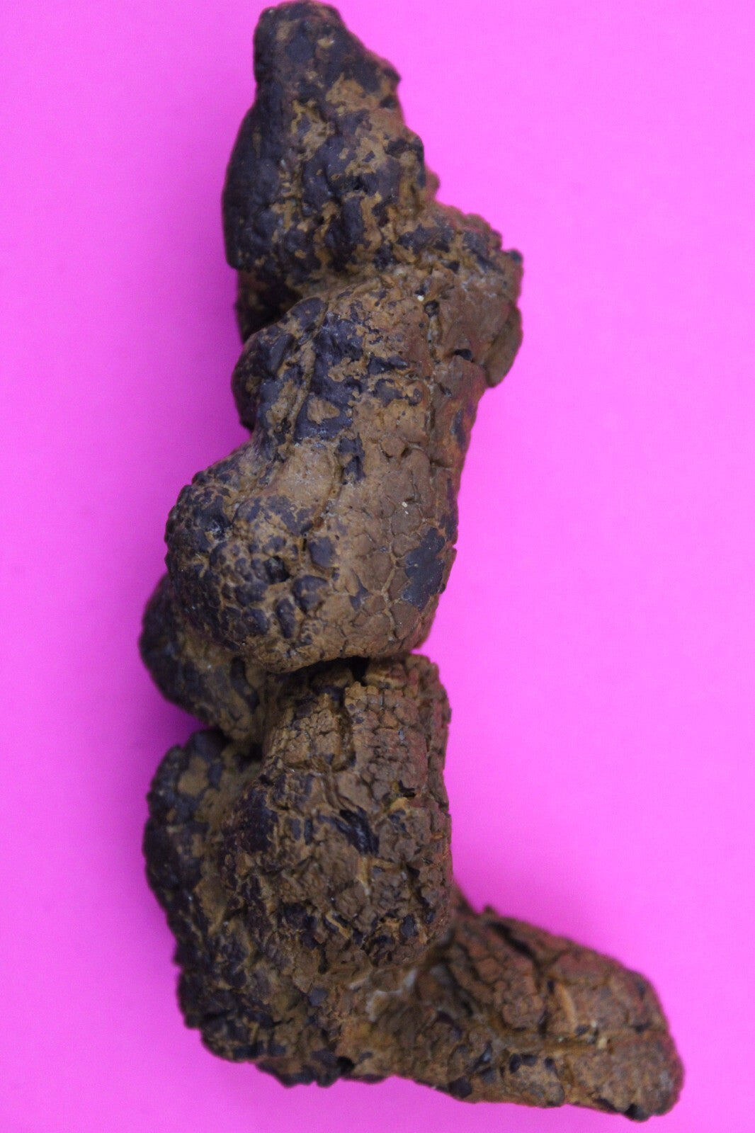 Giant Lizard Poop 5 Million Years Old Genuine Real Fossil Dinosaur Girl COA L19