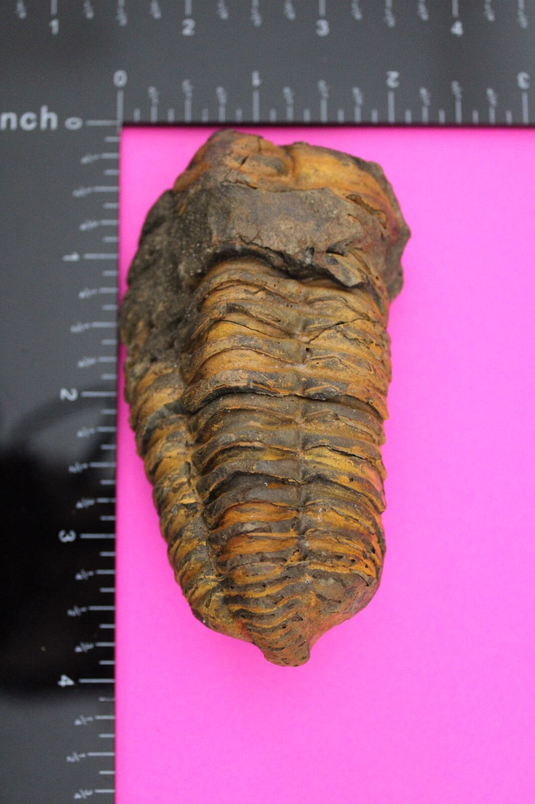 Authentic Trilobite Fossil 450 Million Years Old Genuine Dinosaur Girl COA 19