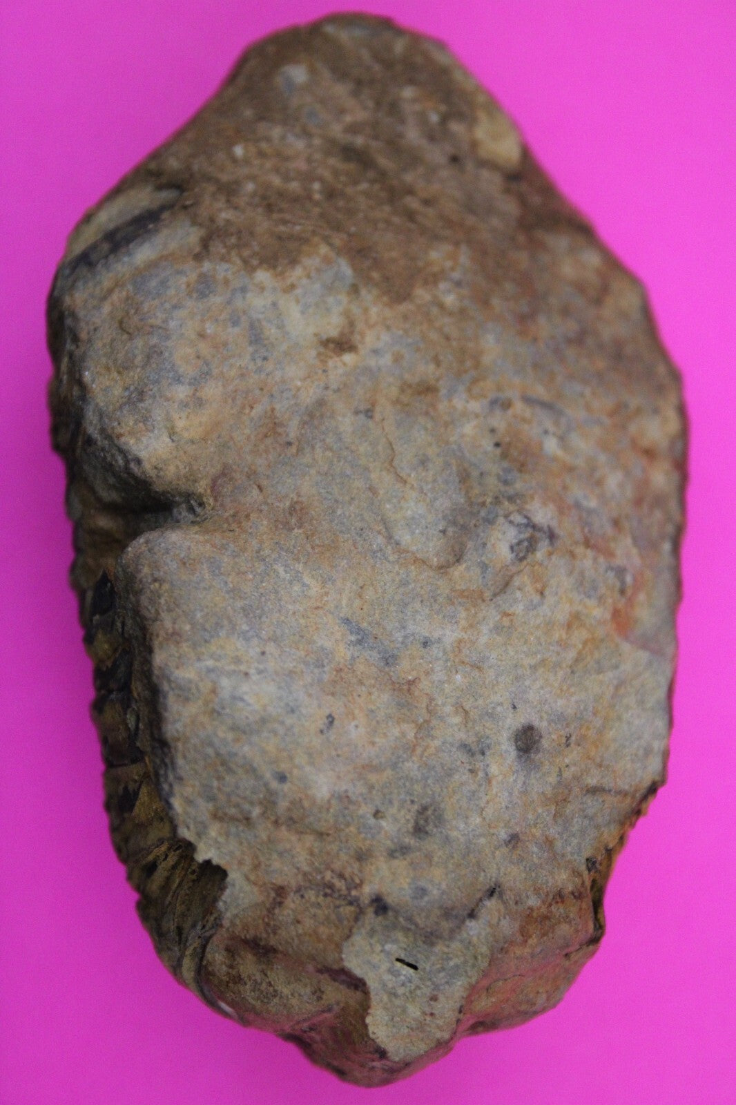 Authentic Trilobite Fossil 450 Million Years Old Genuine Dinosaur Girl COA 74