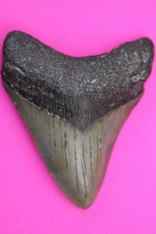 Authentic Megadolon Shark Tooth 2.96 Inch 49 Grams Fossil Dinosaur Girl COA M43