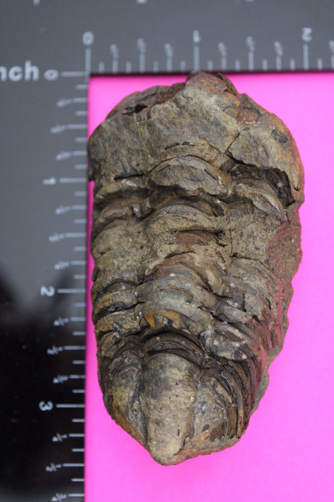 Authentic Trilobite Fossil 450 Million Years Old Genuine Dinosaur Girl COA 83