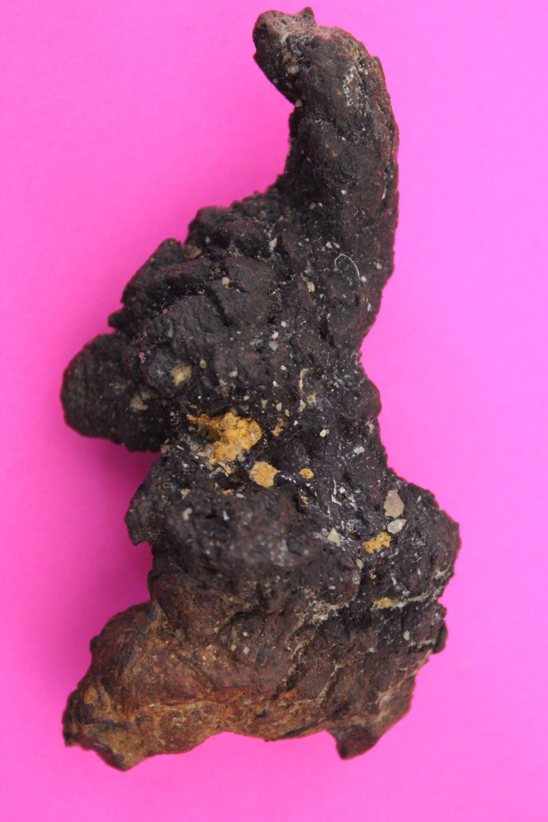 Giant Lizard Poop 5 Million Years Old Genuine Real Fossil Dinosaur Girl COA S54