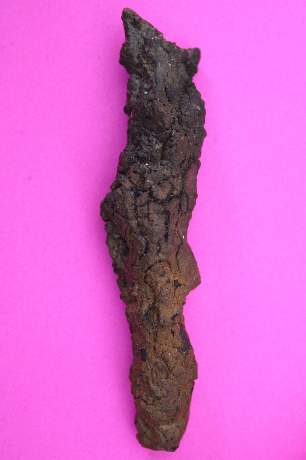 Giant Lizard Poop 5 Million Years Old Genuine Real Fossil Dinosaur Girl COA S63