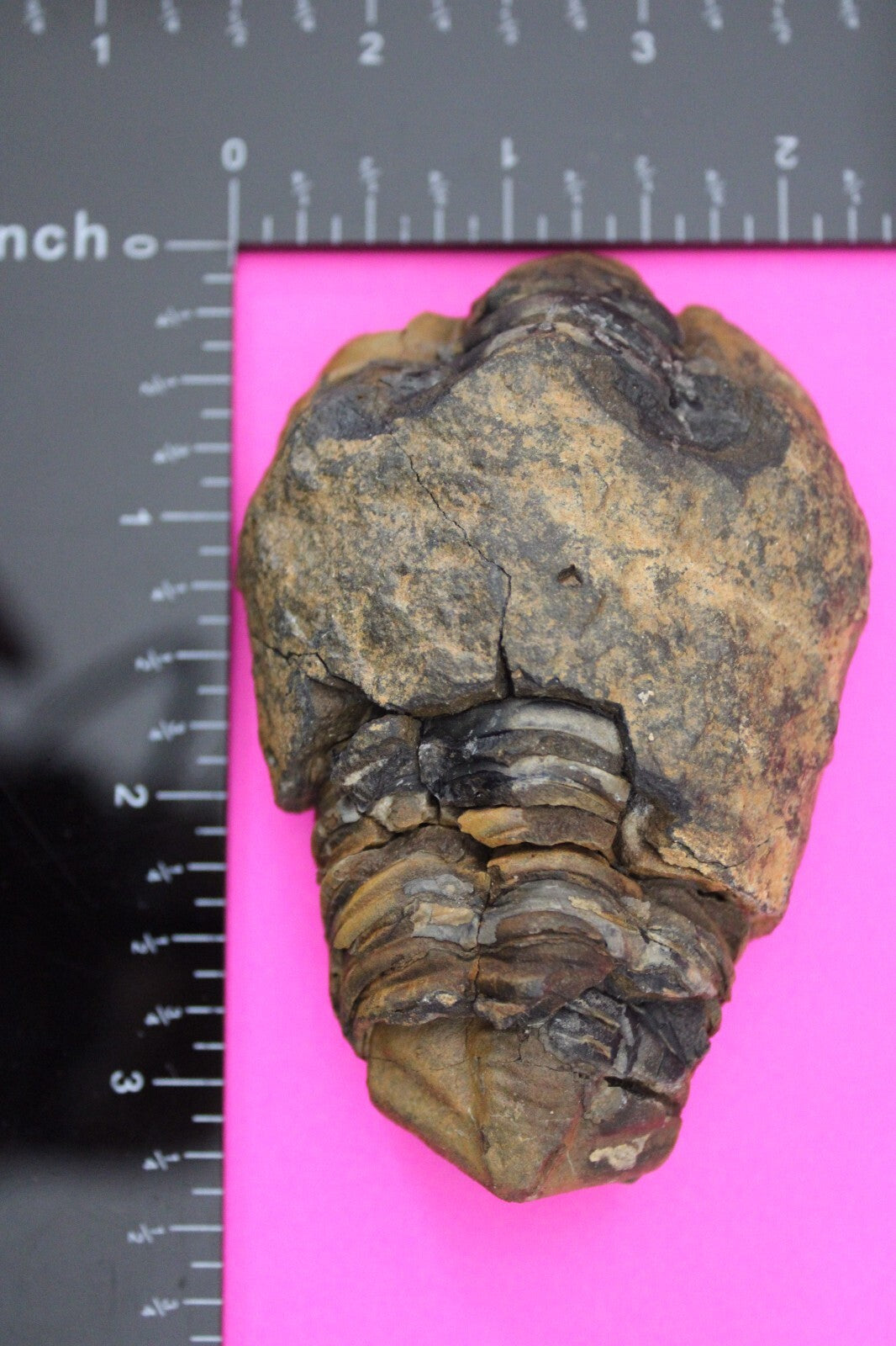 Authentic Trilobite Fossil 450 Million Years Old Genuine Dinosaur Girl COA 50