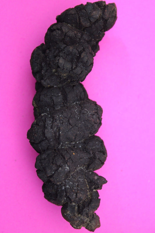 Giant Lizard Poop 5 Million Years Old Genuine Real Fossil Dinosaur Girl COA L06