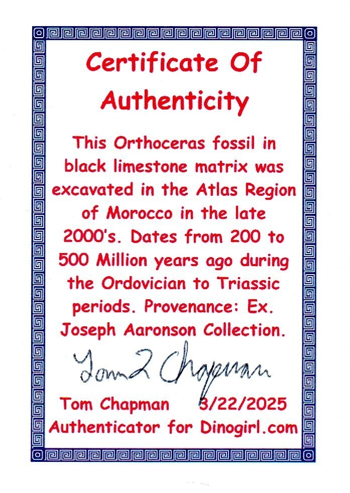 Authentic Orthoceros Necklace Fossil 500 Million Years Old Dinosaur Girl COA 60