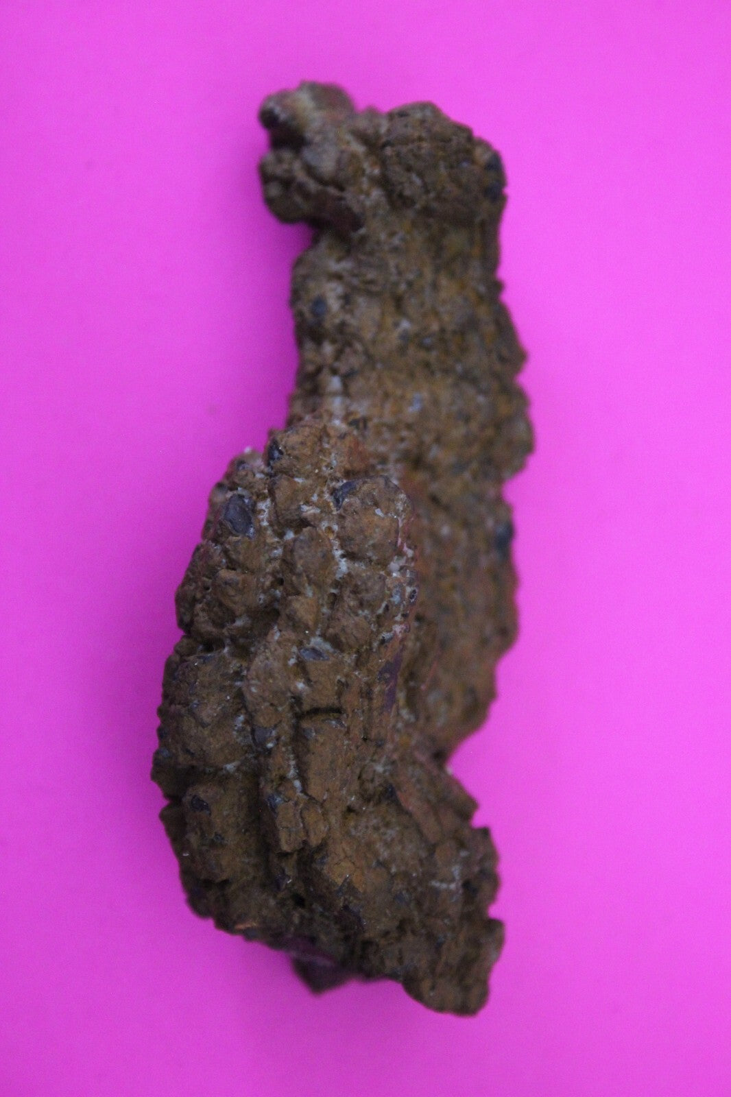 Giant Lizard Poop 5 Million Years Old Genuine Real Fossil Dinosaur Girl COA S09