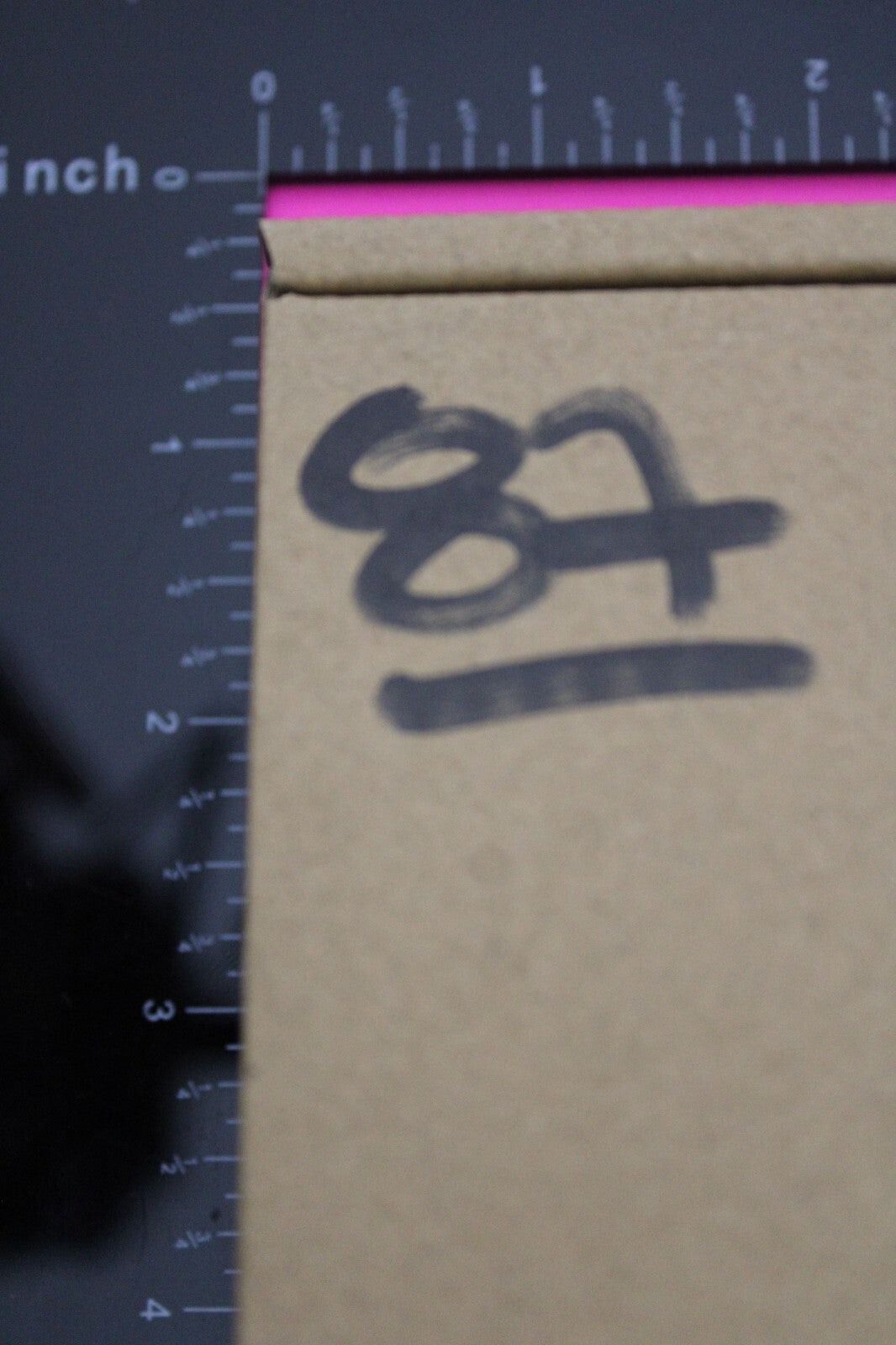 Authentic Trilobite Fossil 450 Million Years Old Genuine Dinosaur Girl COA 87