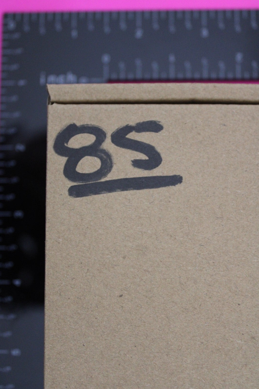 Authentic Trilobite Fossil 450 Million Years Old Genuine Dinosaur Girl COA 85