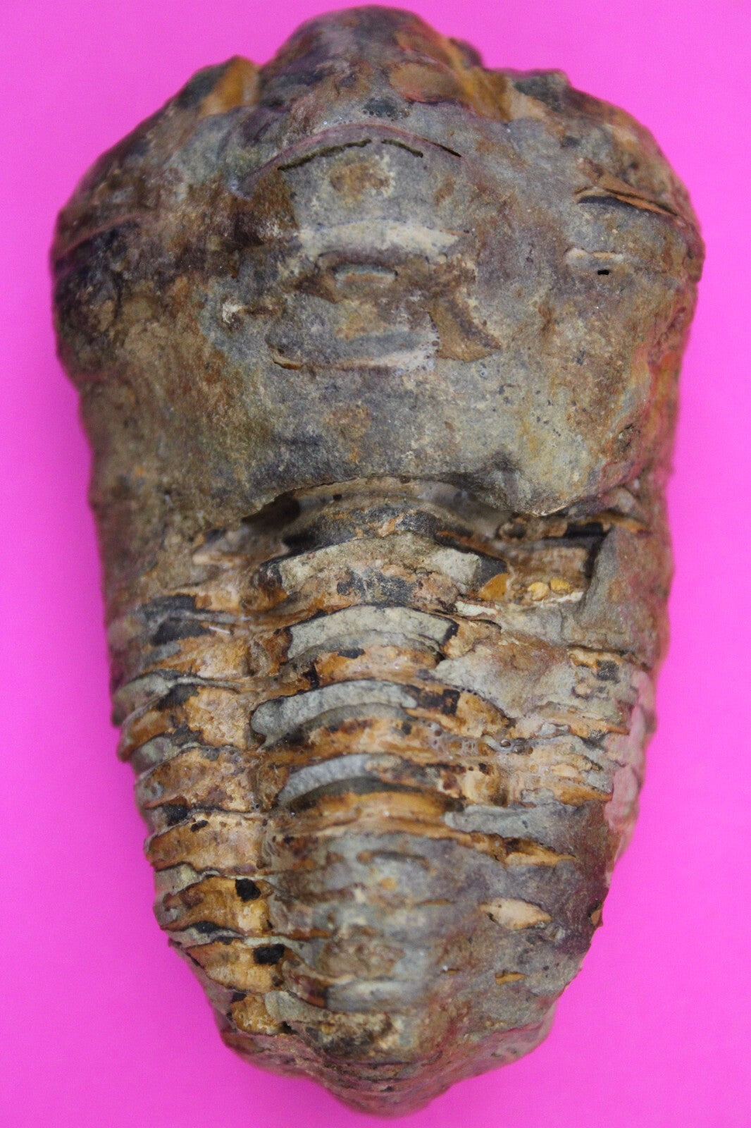 Authentic Trilobite Fossil 450 Million Years Old Genuine Dinosaur Girl COA 87