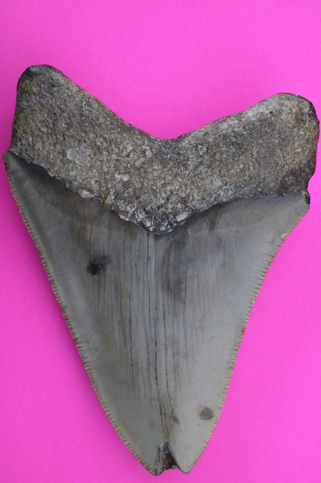 Authentic Megadolon Shark Tooth 4.11 Inch 112 Grams Fossil Dinosaur Girl COA M35