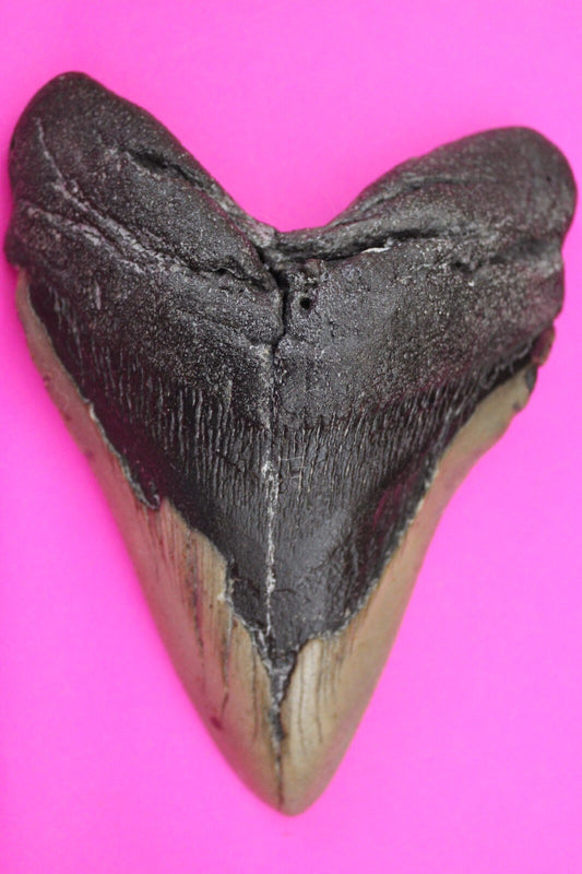 Authentic Megadolon Shark Tooth 5.06 Inch 249 Grams Fossil Dinosaur Girl COA M61