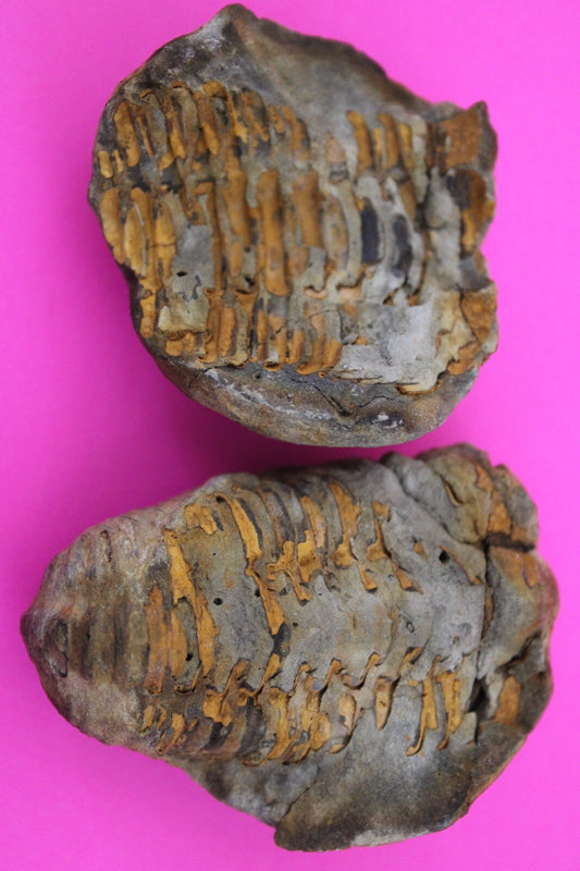 Authentic Trilobite Geode Real Fossil 450 Million Years Old Dinosaur Girl COA 02