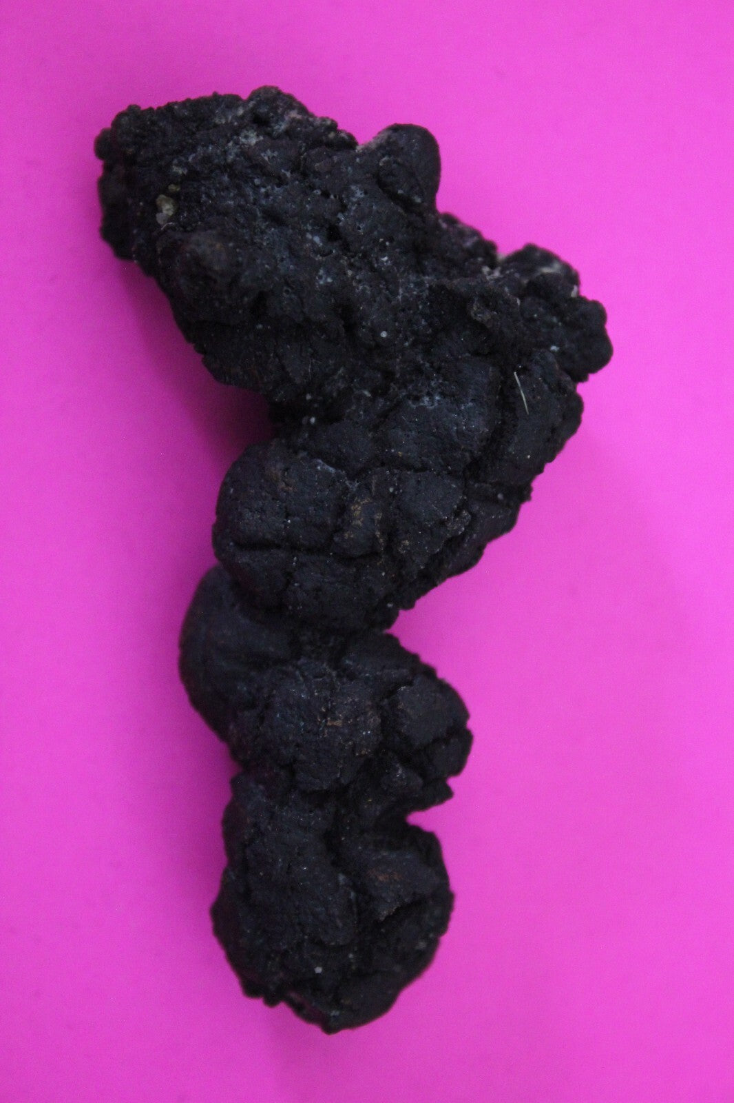 Giant Lizard Poop 5 Million Years Old Genuine Real Fossil Dinosaur Girl COA S50