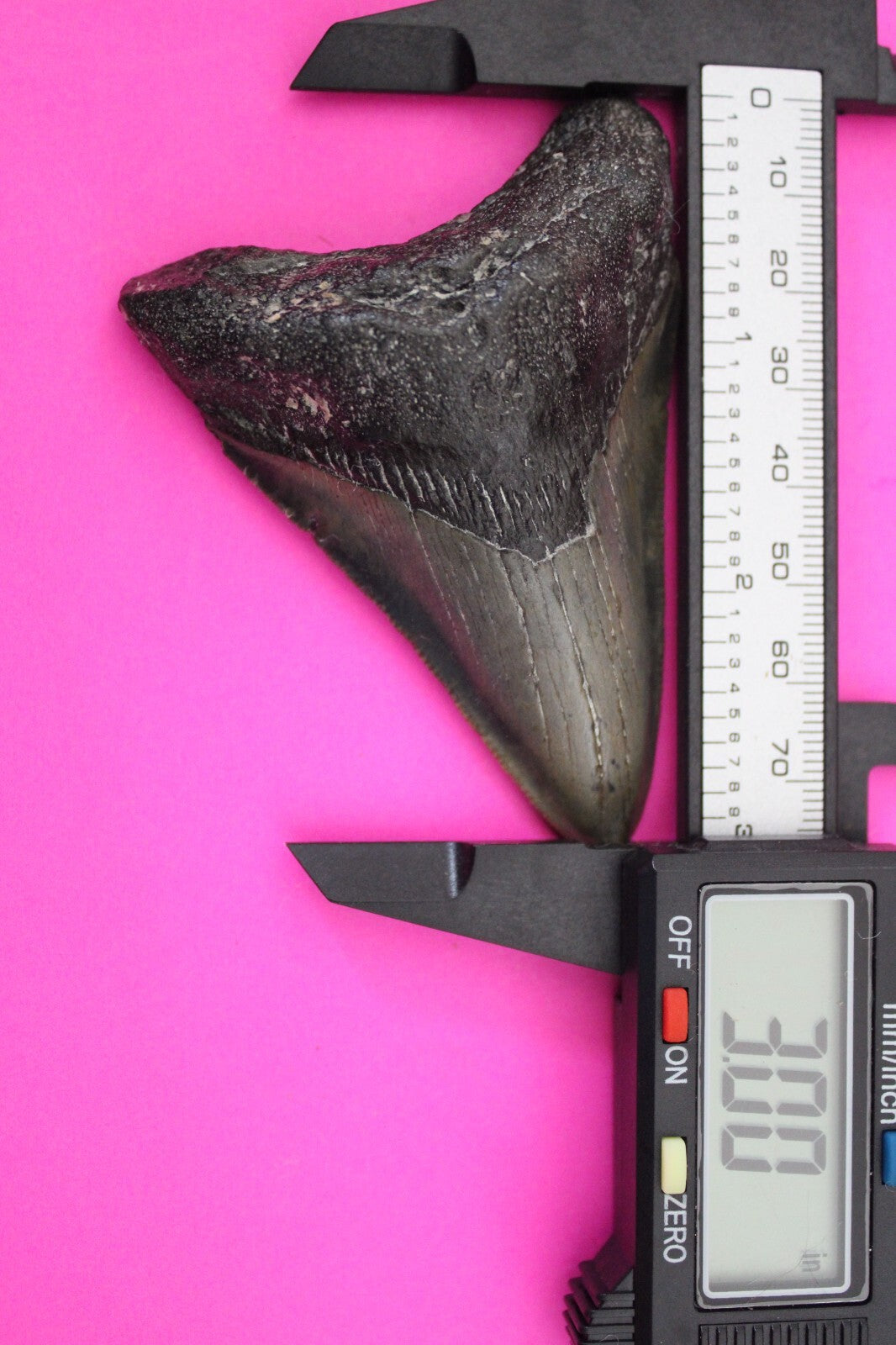 Authentic Megalodon Shark Tooth 3 Inch 62 Grams Fossil Dinosaur Girl COA M04