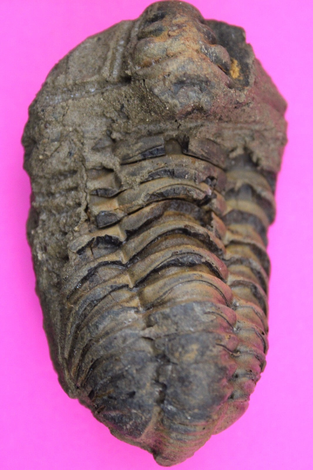 Authentic Trilobite Fossil 450 Million Years Old Genuine Dinosaur Girl COA 73
