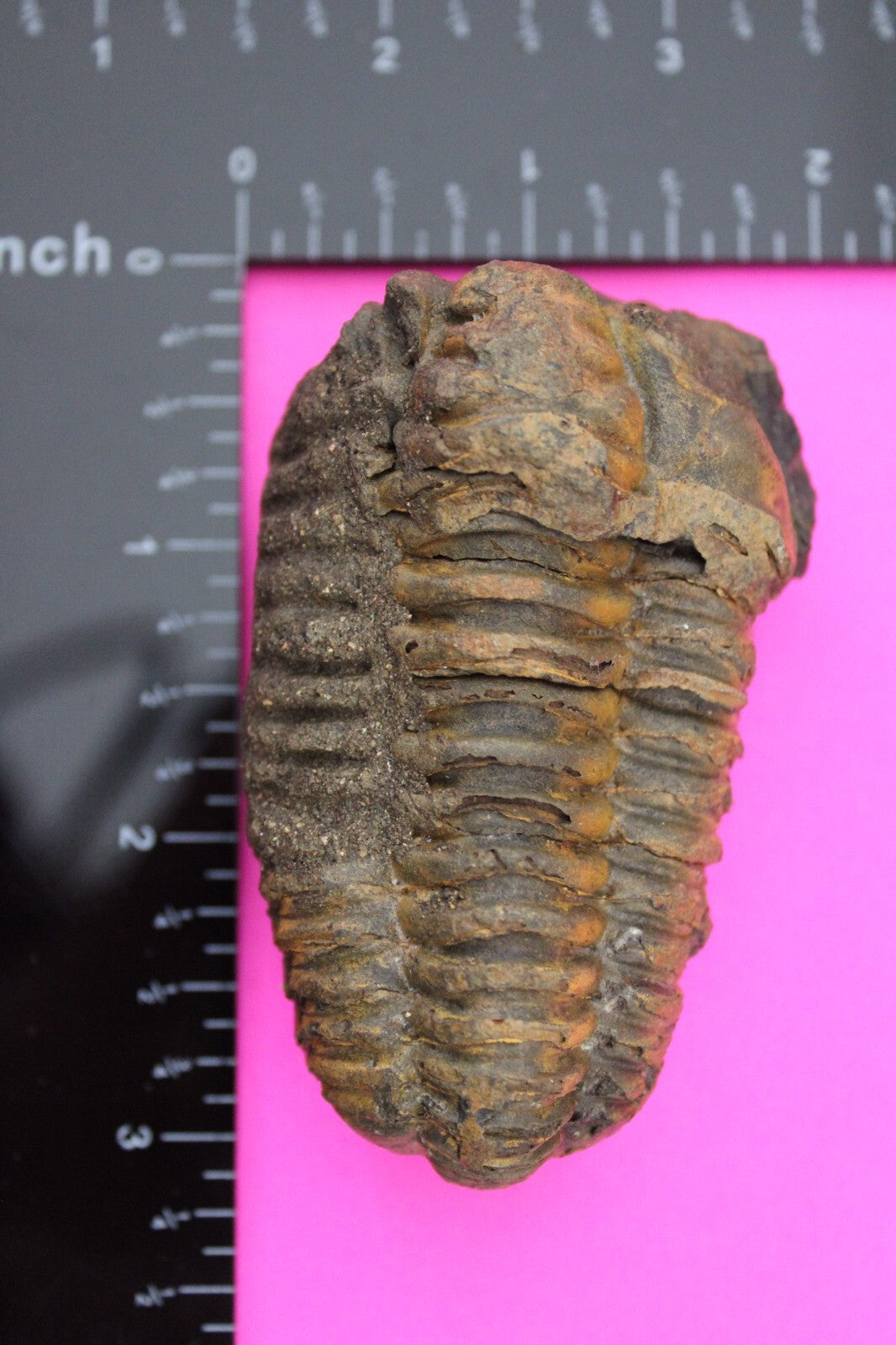 Authentic Trilobite Fossil 450 Million Years Old Genuine Dinosaur Girl COA 28