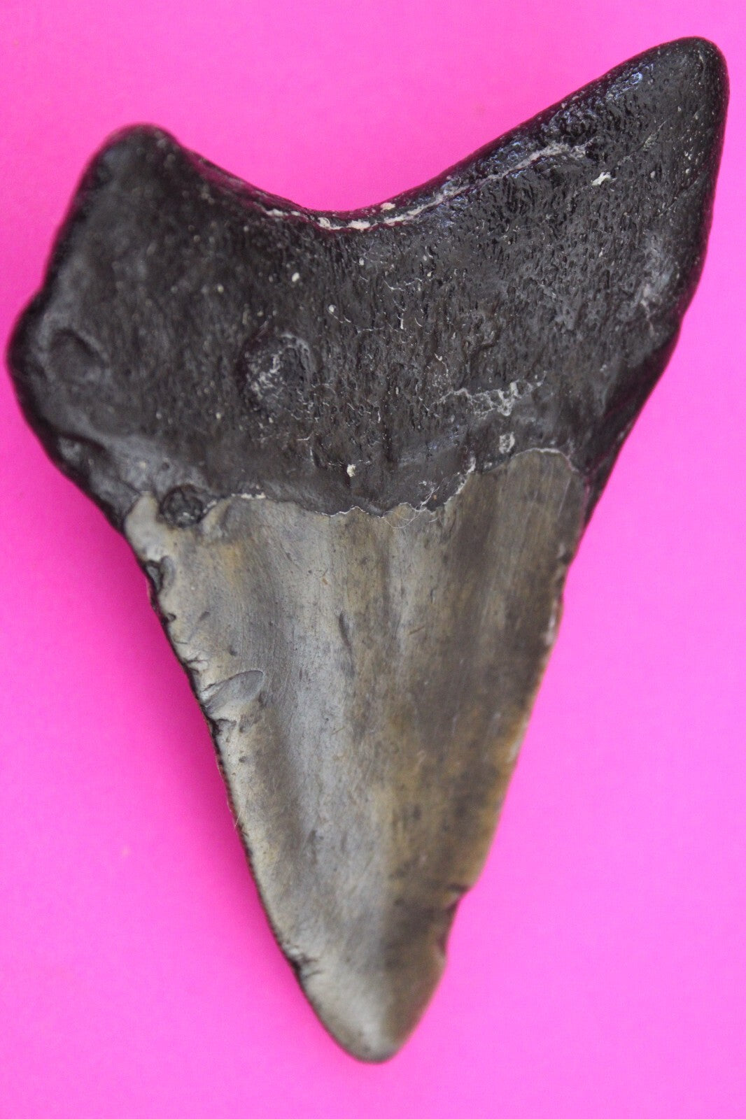 Authentic Megadolon Shark Tooth 3.31 Inch 65 Grams Fossil Dinosaur Girl COA M48