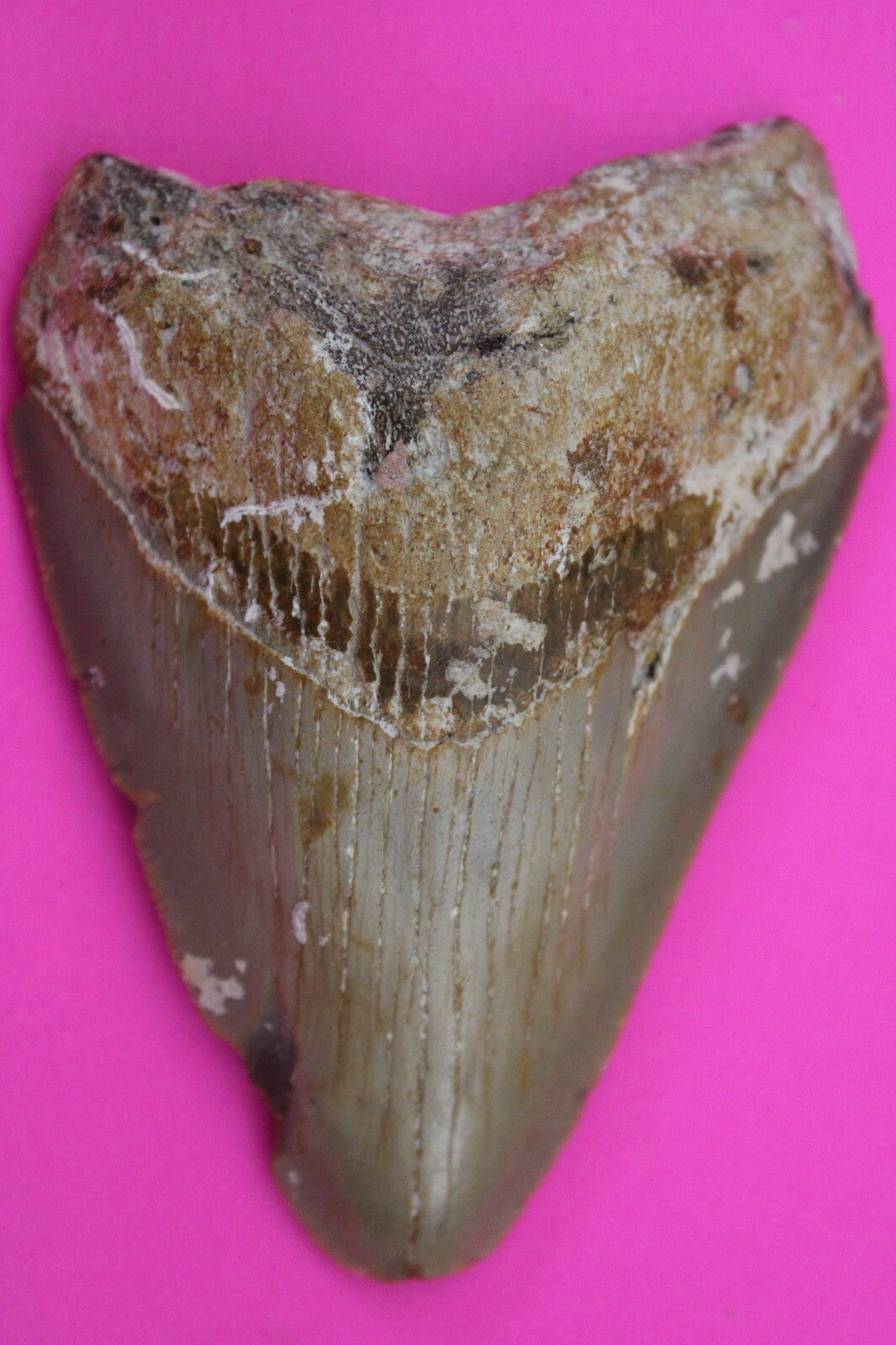 Authentic Megadolon Shark Tooth 3.4 Inch 79 Grams Fossil Dinosaur Girl COA M51