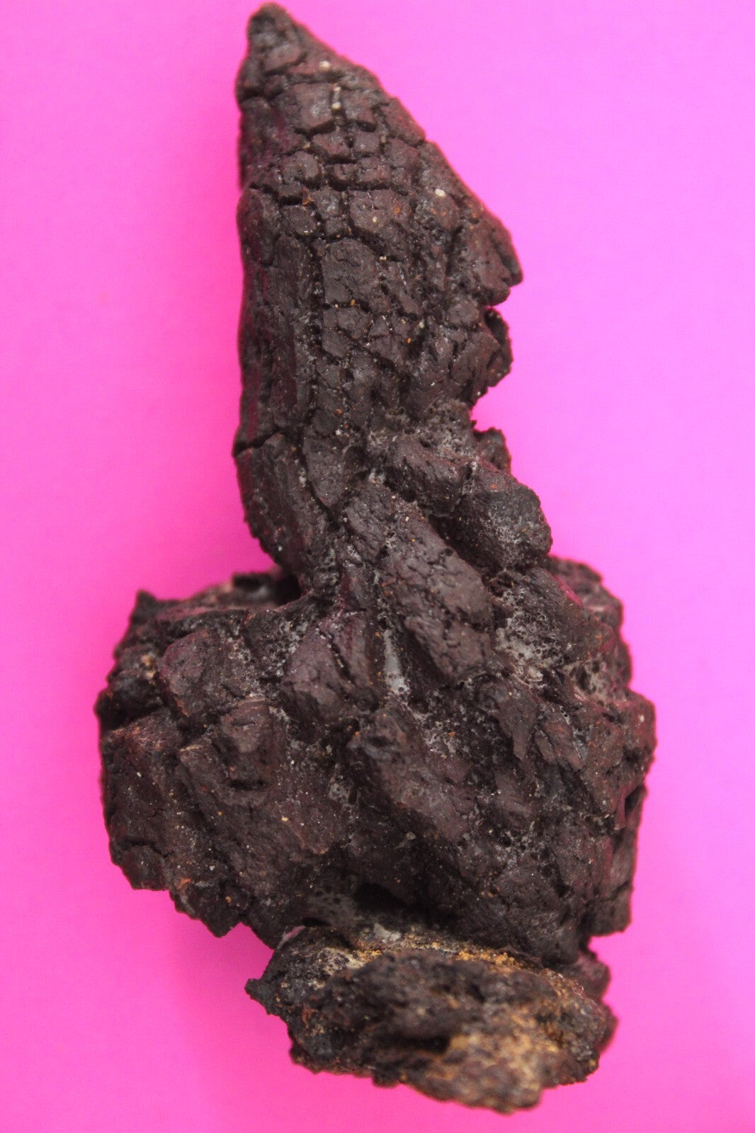 Giant Lizard Poop 5 Million Years Old Genuine Real Fossil Dinosaur Girl COA L16