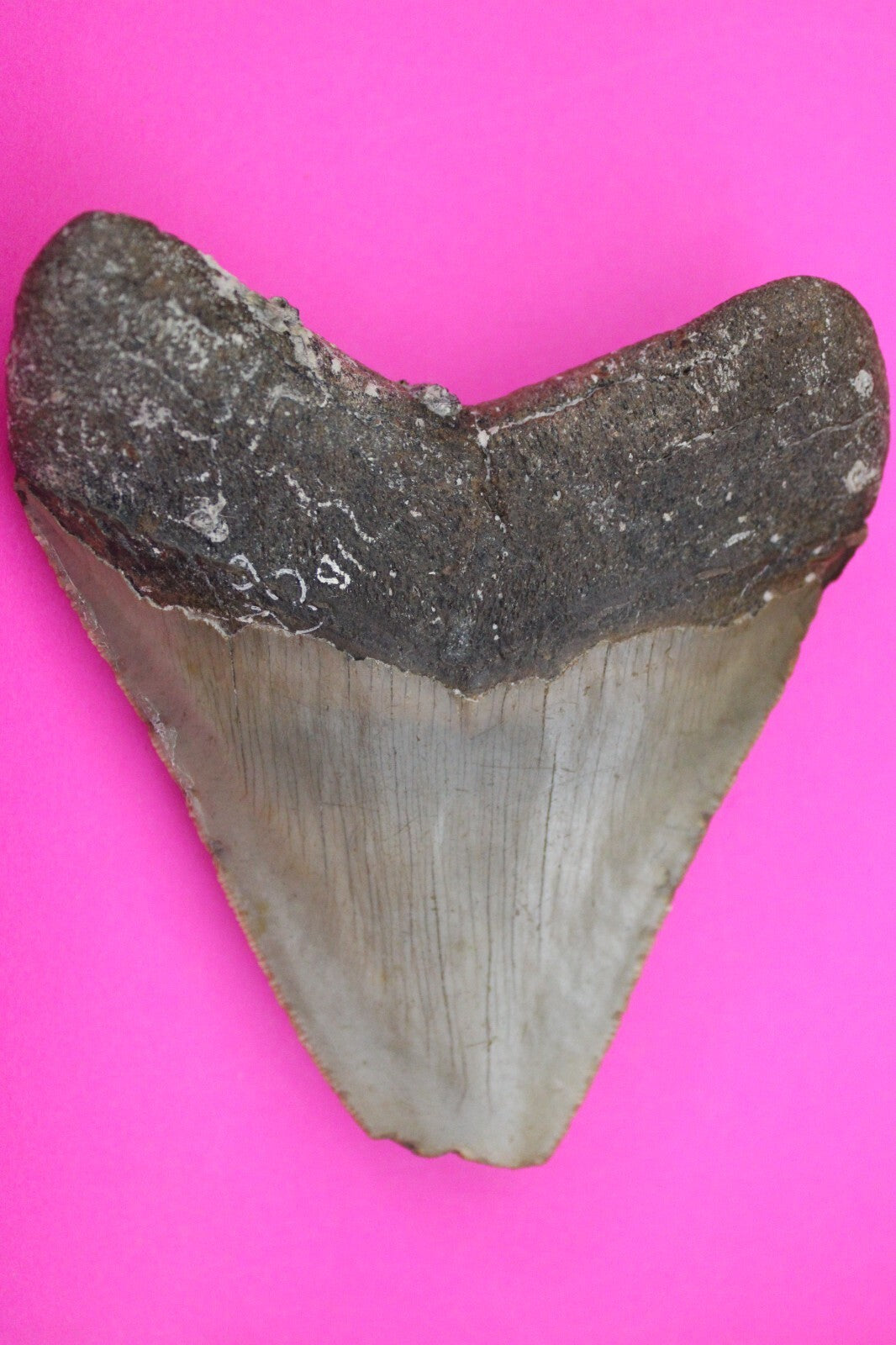 Authentic Megadolon Shark Tooth 4.00 Inch 151 Grams Fossil Dinosaur Girl COA M09