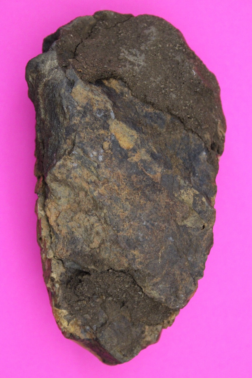 Authentic Trilobite Fossil 450 Million Years Old Genuine Dinosaur Girl COA 01