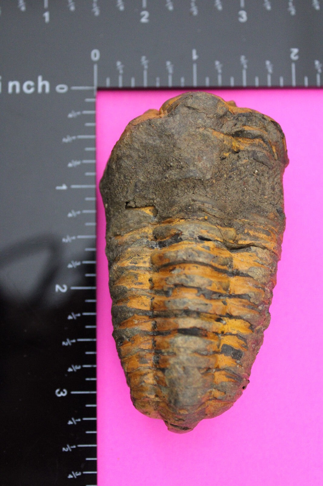 Authentic Trilobite Fossil 450 Million Years Old Genuine Dinosaur Girl COA 31