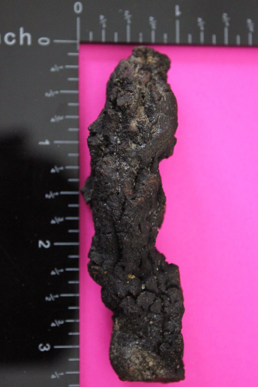 Giant Lizard Poop 5 Million Years Old Genuine Real Fossil Dinosaur Girl COA S26