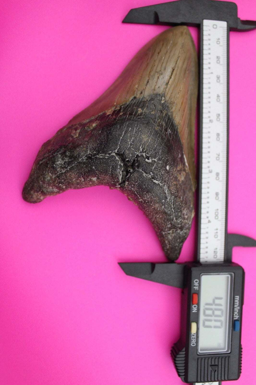Authentic Megalodon Shark Tooth 4.8 Inch 202 Grams Fossil Dinosaur Girl COA M27