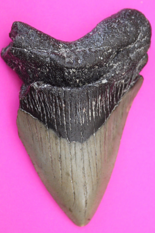 Authentic Megadolon Shark Tooth 3.83 Inch 111 Grams Fossil Dinosaur Girl COA M49