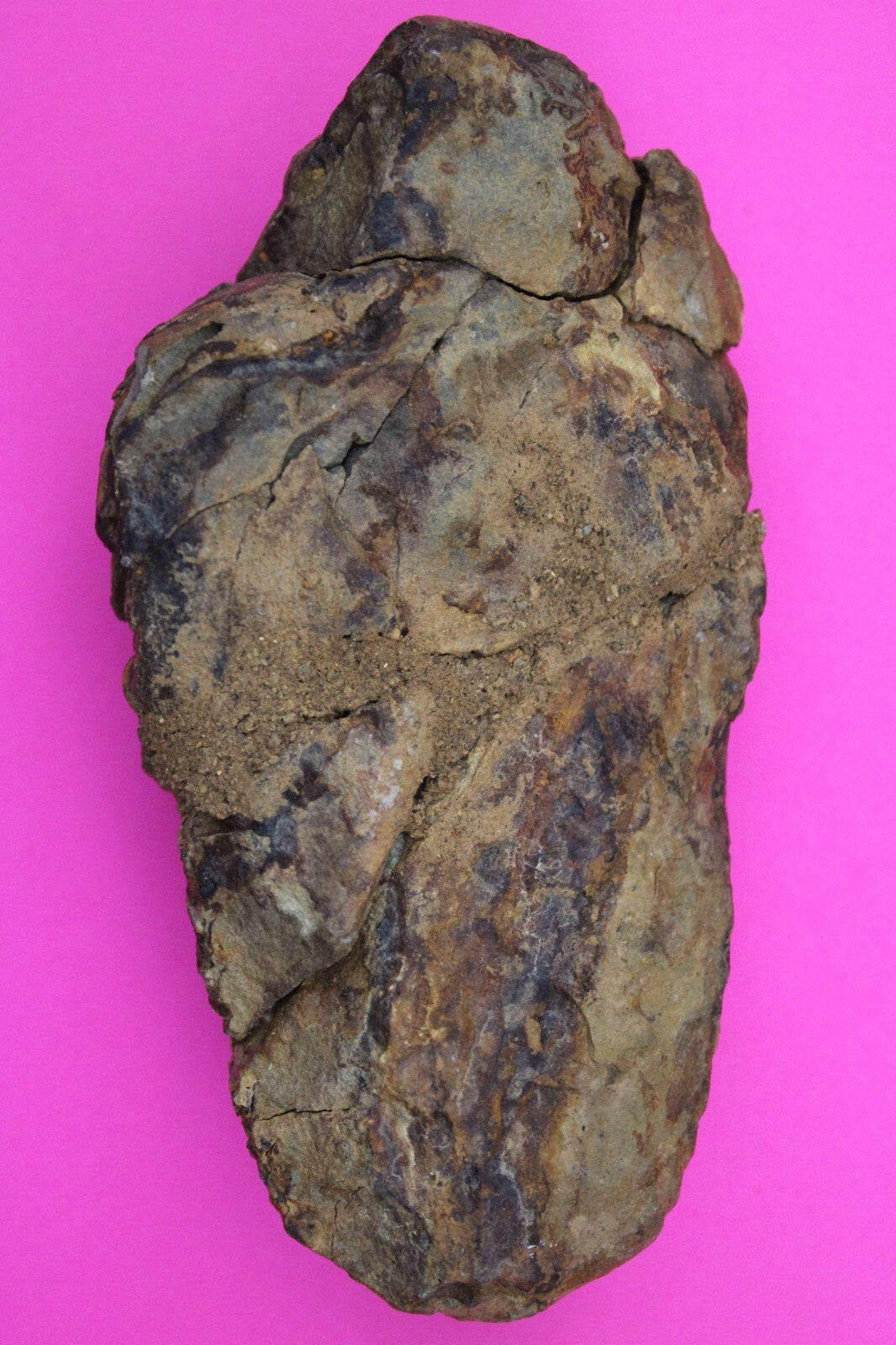 Authentic Trilobite Fossil 450 Million Years Old Genuine Dinosaur Girl COA 04