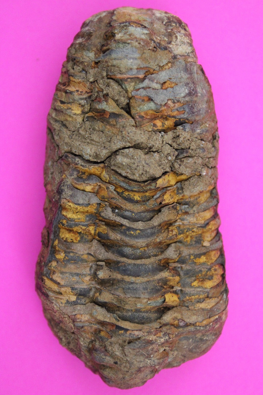Authentic Trilobite Fossil 450 Million Years Old Genuine Dinosaur Girl COA 08