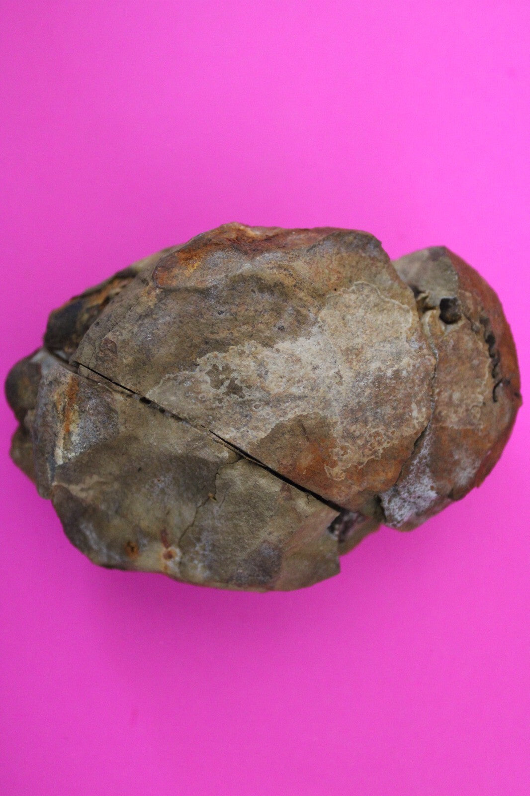 Authentic Trilobite Geode Real Fossil 450 Million Years Old Dinosaur Girl COA 23