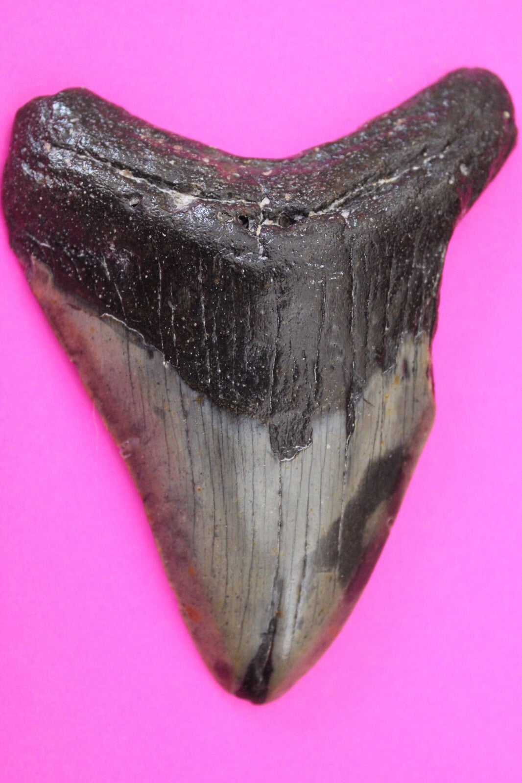 Authentic Megadolon Shark Tooth 3.95 Inch 107 Grams Fossil Dinosaur Girl COA M16