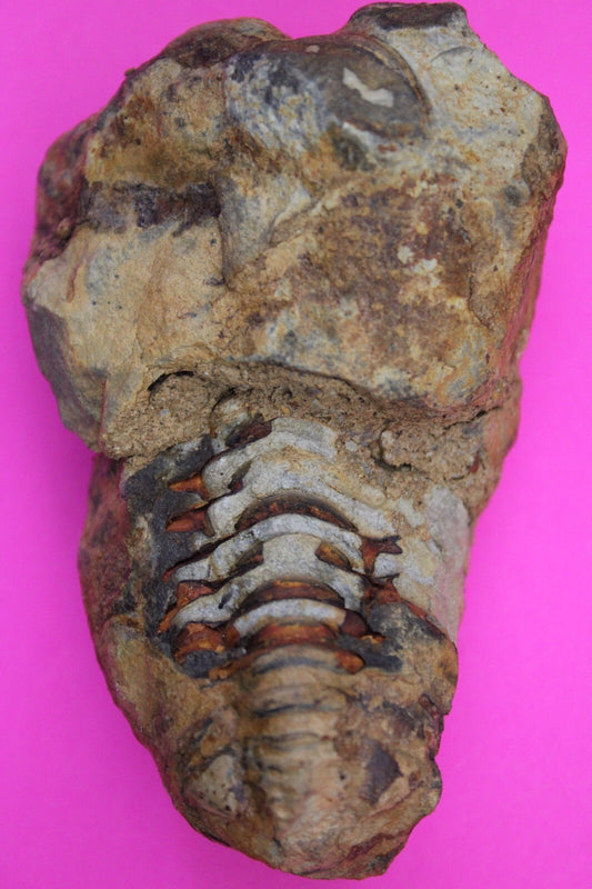 Authentic Trilobite Fossil 450 Million Years Old Genuine Dinosaur Girl COA 75