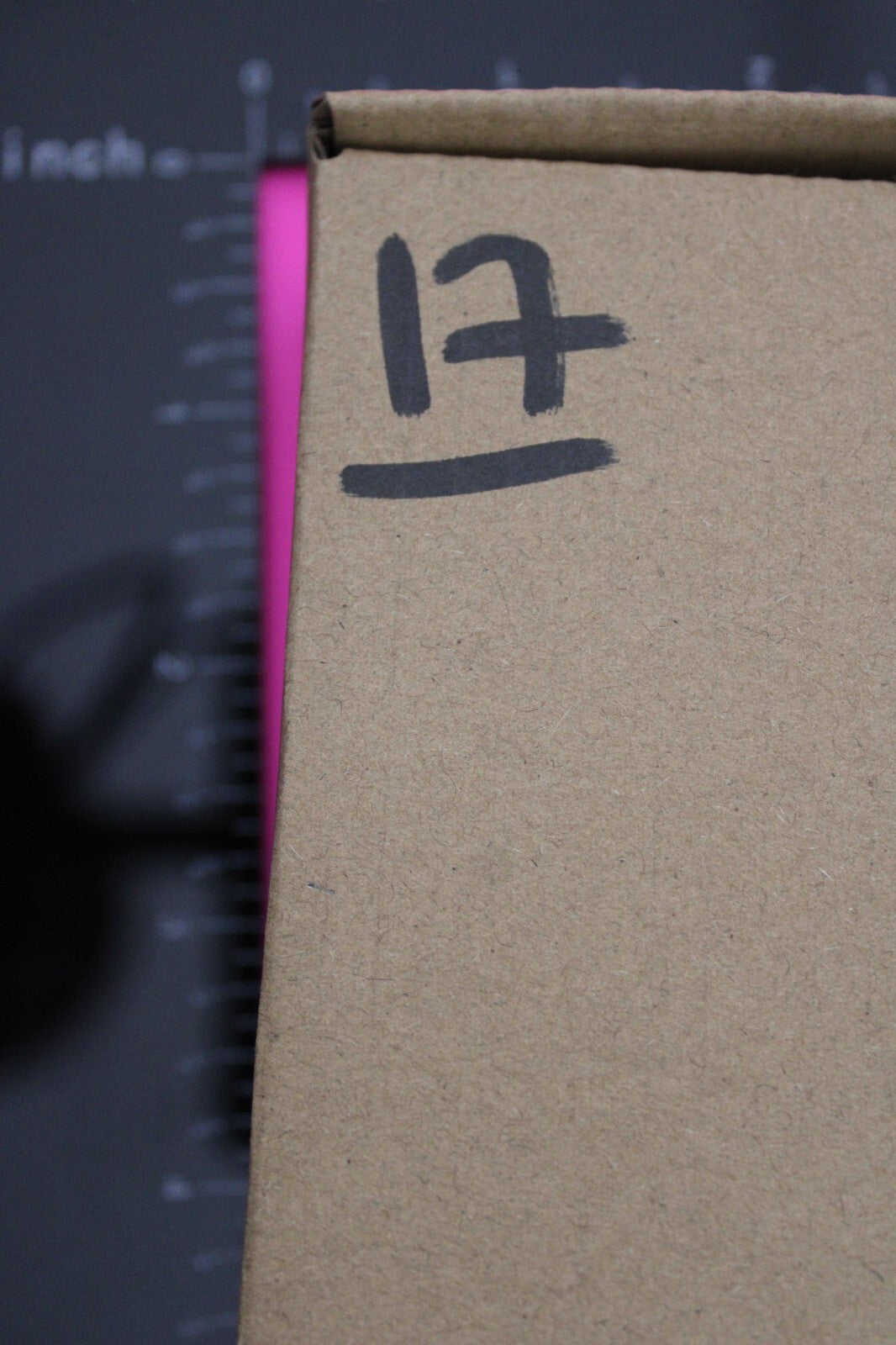 Authentic Trilobite Fossil 450 Million Years Old Genuine Dinosaur Girl COA 17