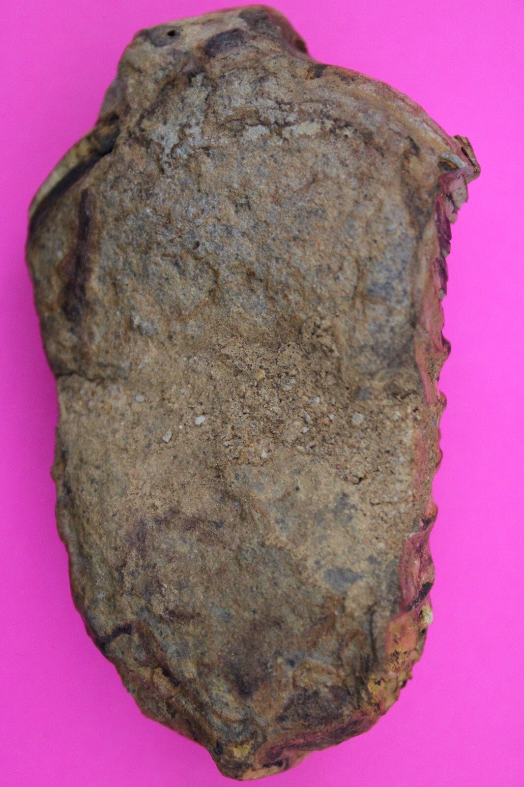 Authentic Trilobite Fossil 450 Million Years Old Genuine Dinosaur Girl COA 35