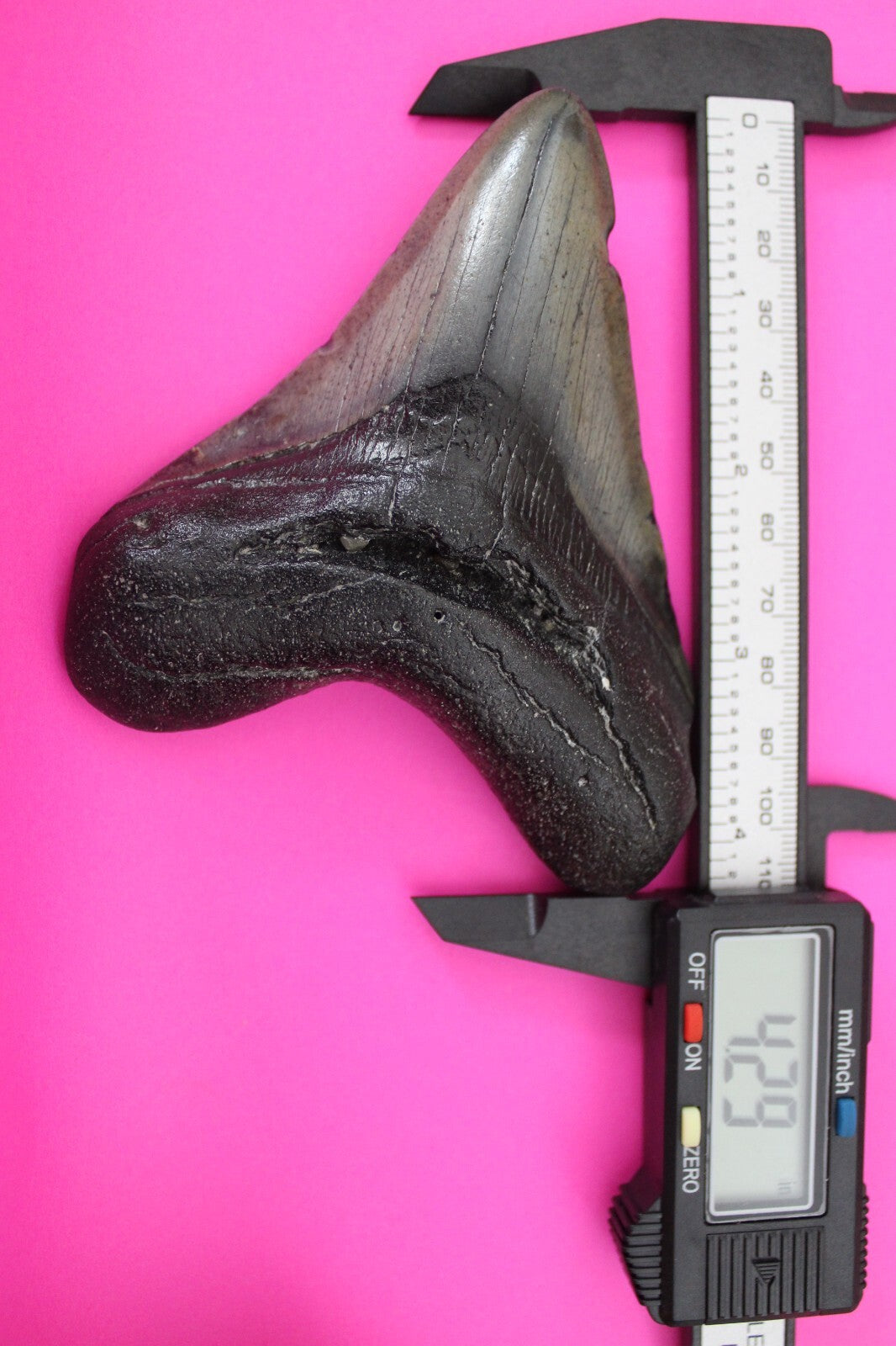 Authentic Megadolon Shark Tooth 4.29 Inch 179 Grams Fossil Dinosaur Girl COA M26