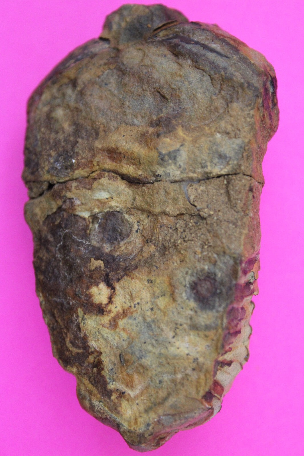 Authentic Trilobite Fossil 450 Million Years Old Genuine Dinosaur Girl COA 87