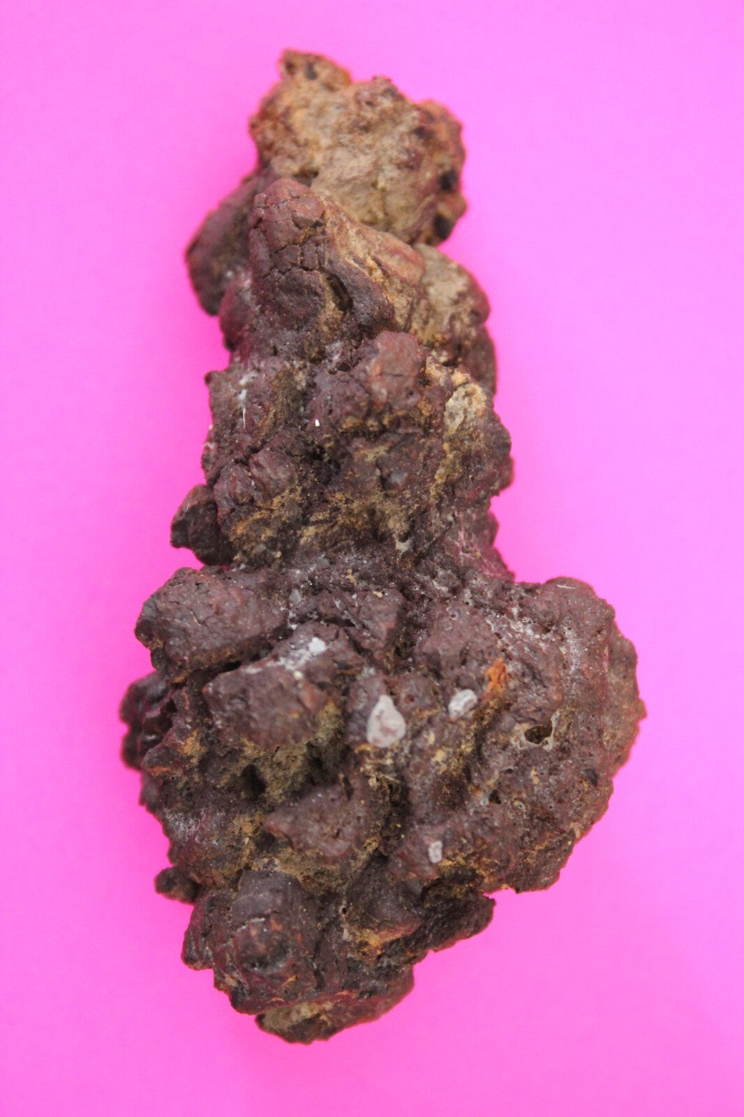 Giant Lizard Poop 5 Million Years Old Genuine Real Fossil Dinosaur Girl COA S19