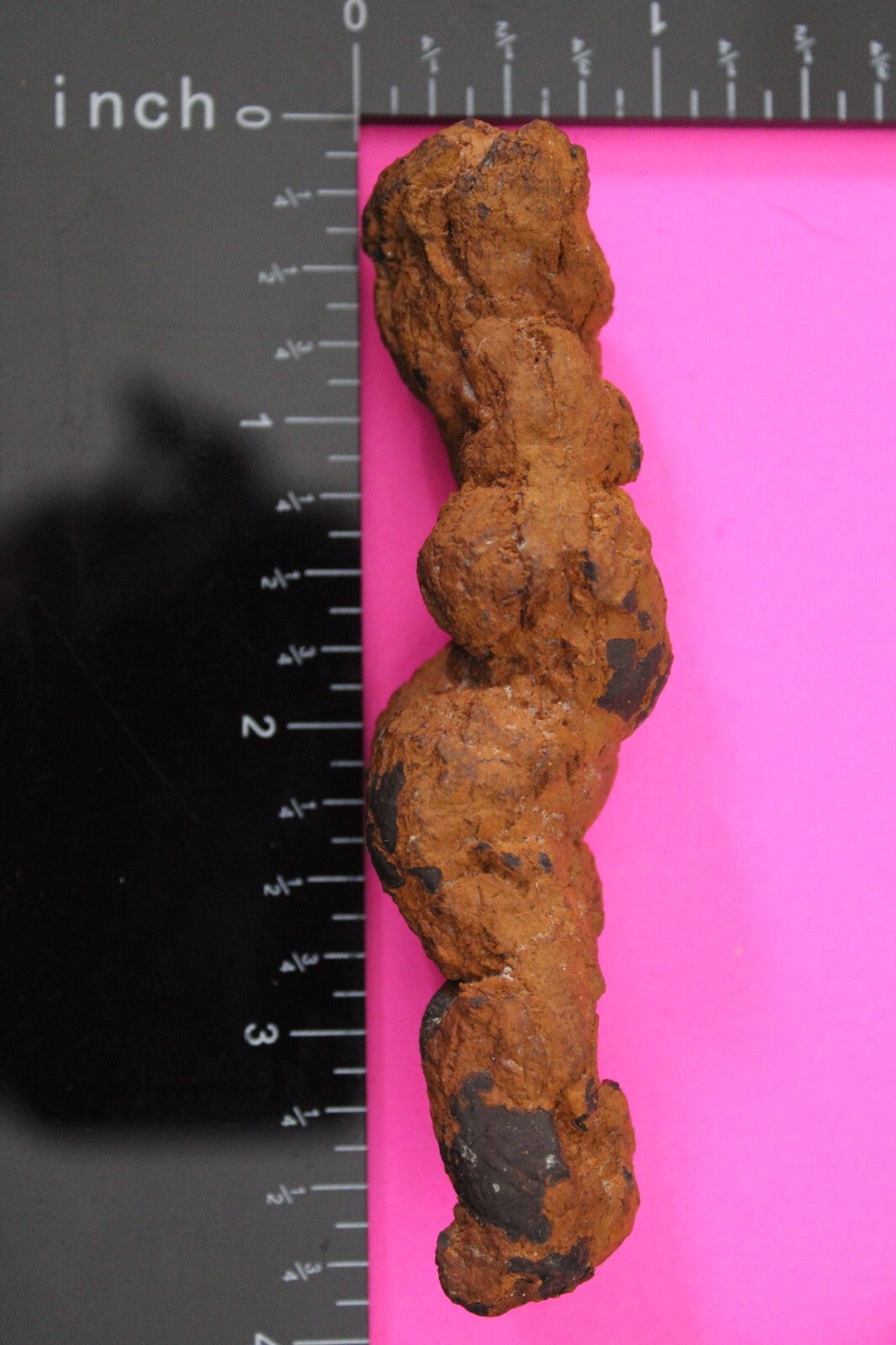 Giant Lizard Poop 5 Million Years Old Genuine Real Fossil Dinosaur Girl COA L07