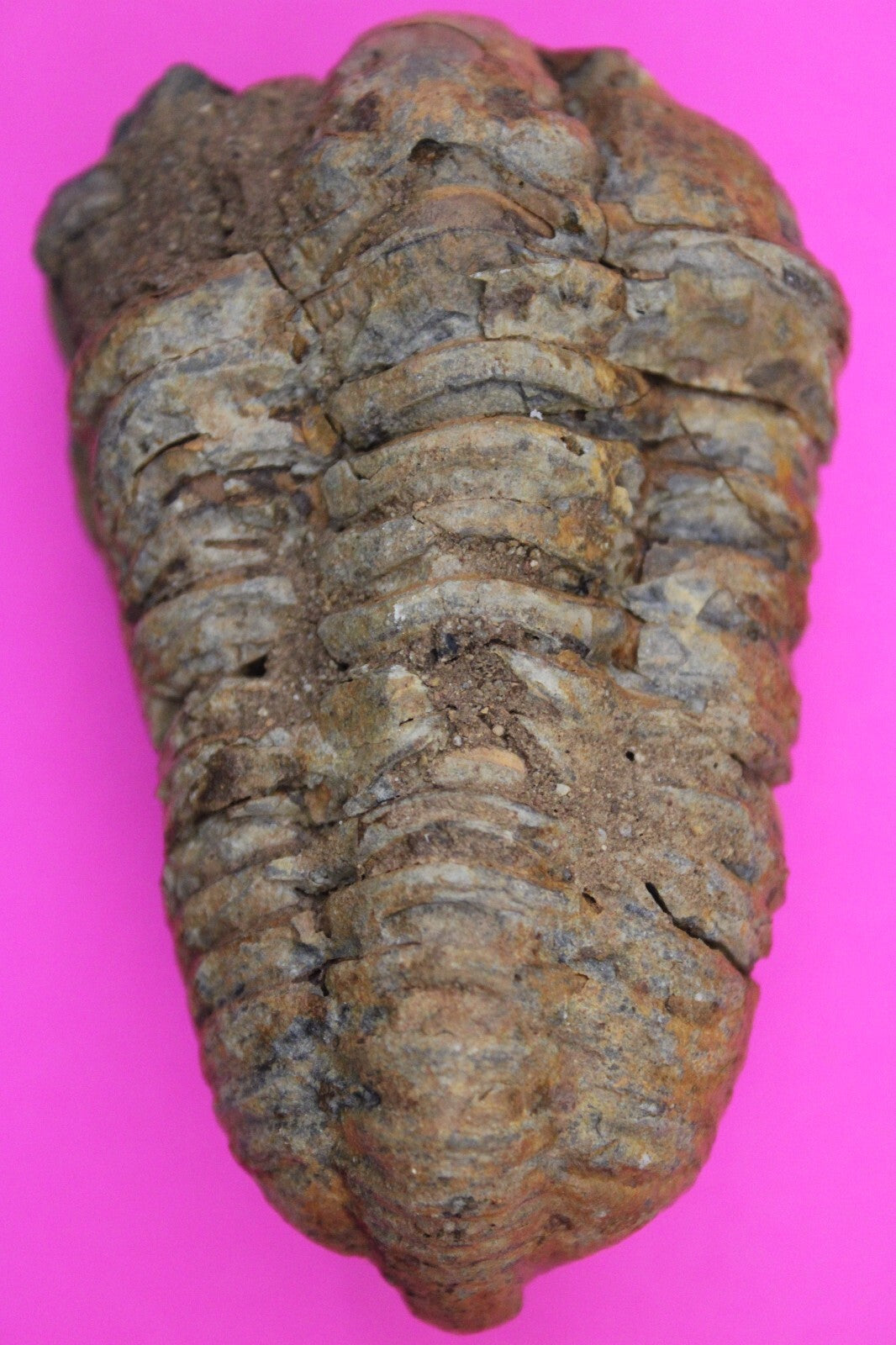 Authentic Trilobite Fossil 450 Million Years Old Genuine Dinosaur Girl COA 29