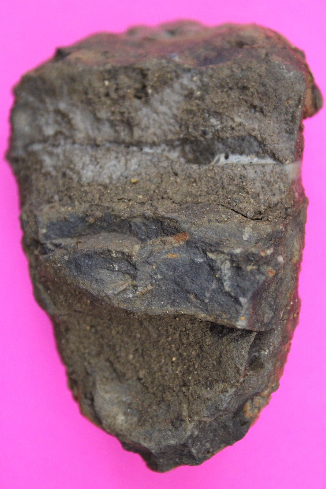 Authentic Trilobite Fossil 450 Million Years Old Genuine Dinosaur Girl COA 94