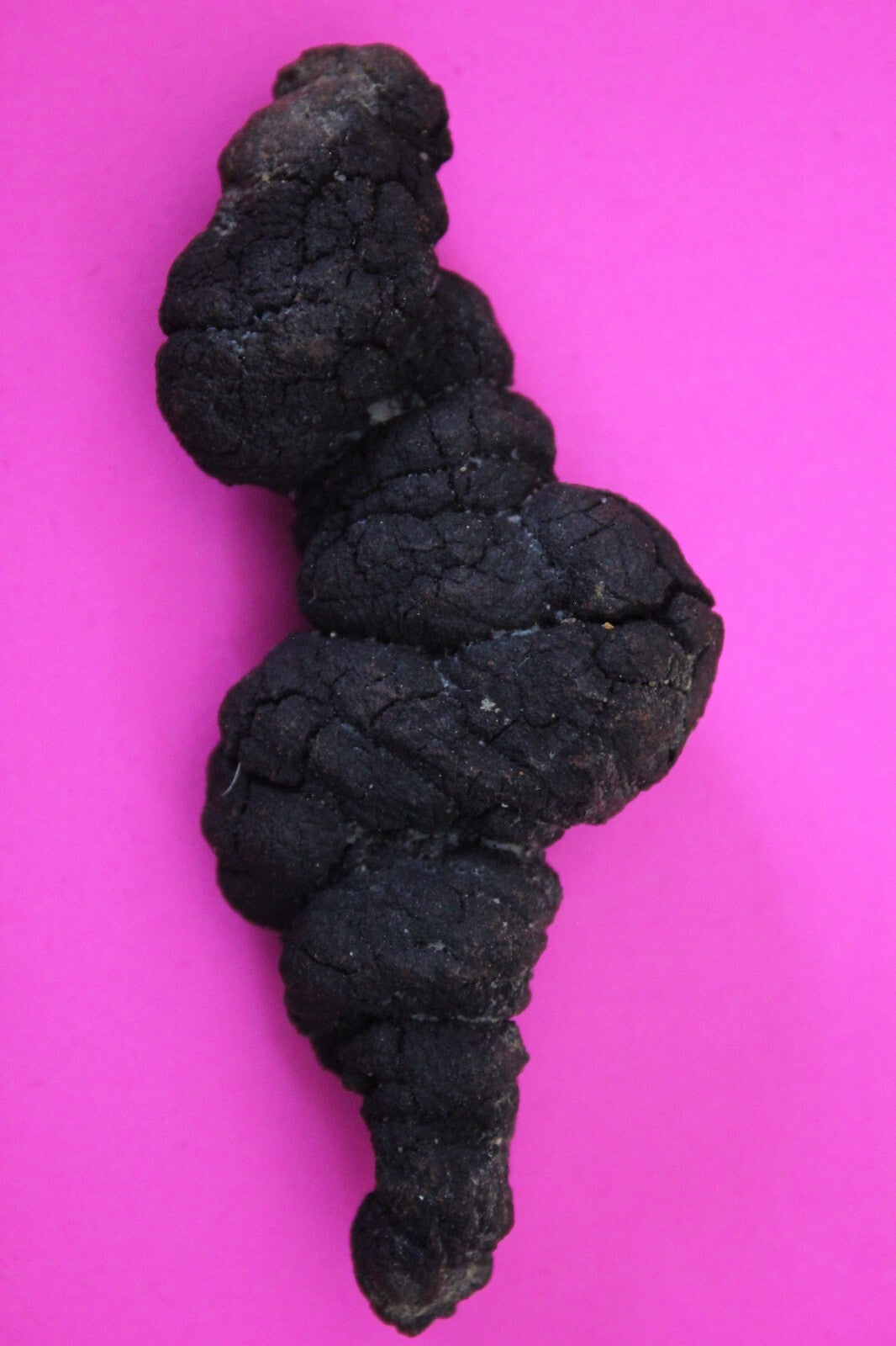 Giant Lizard Poop 5 Million Years Old Genuine Real Fossil Dinosaur Girl COAS38