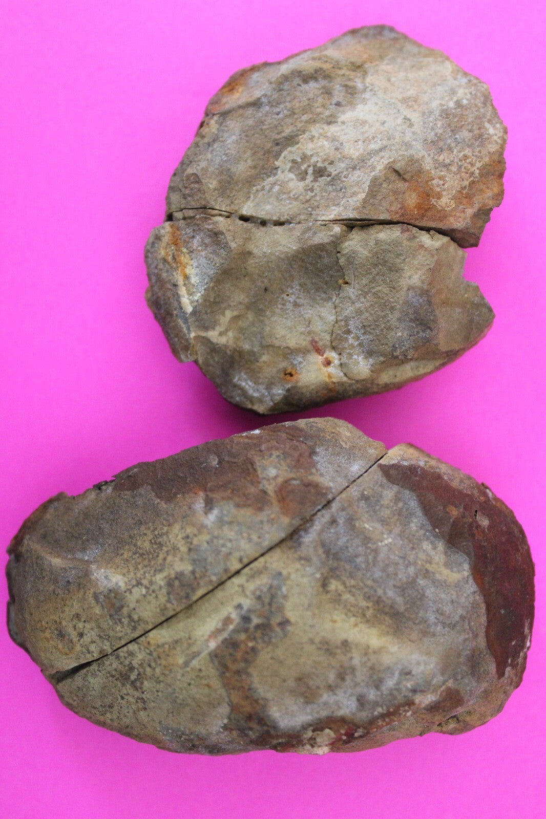 Authentic Trilobite Geode Real Fossil 450 Million Years Old Dinosaur Girl COA 23